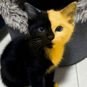 BICAT